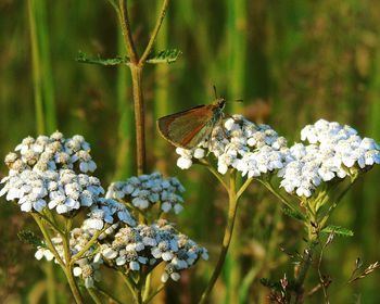 Close-up of butterfly on flower