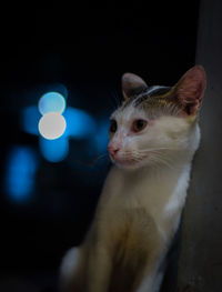 Close-up of cat looking away