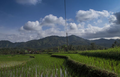 Scenic view of field against sky