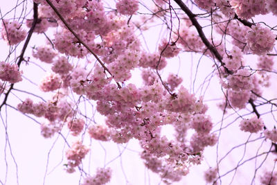 Low angle view of pink cherry blossom