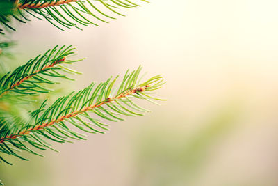 Close-up of fern leaves