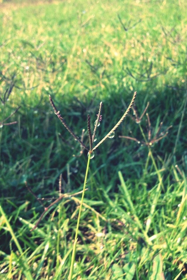 grass, growth, plant, animal themes, green color, one animal, nature, insect, focus on foreground, animals in the wild, selective focus, field, wildlife, close-up, beauty in nature, day, outdoors, no people, tranquility, fragility