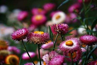 Close-up of pink flowering plants