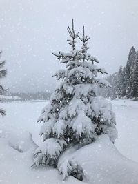 Snow covered tree on field against sky