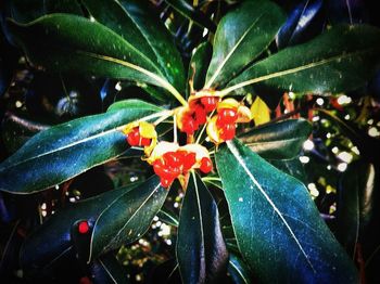 Close-up of red leaves