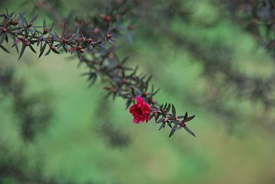 Close-up of red flowering plant