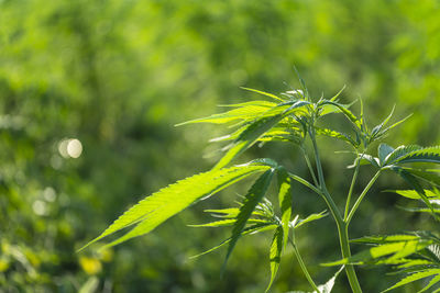 Close-up of fresh green plant