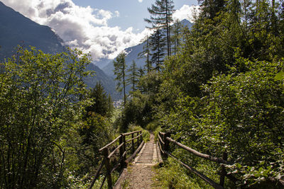 Footbridge amidst trees in forest against sky