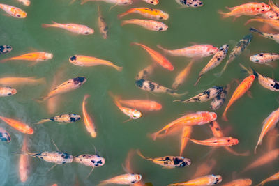 Top view of nile tilapia fish on farm waiting for food in aquaculture pond at feeding time. 