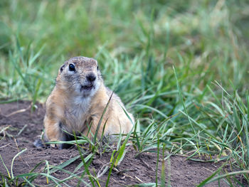 Close-up of squirrel on grassy field