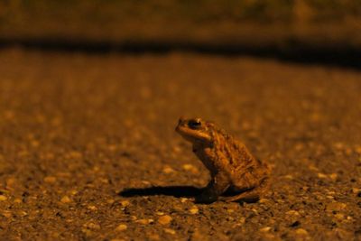 Close-up of toad on field