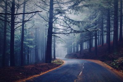 Road amidst trees in forest