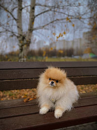 Portrait of dog sitting on bench