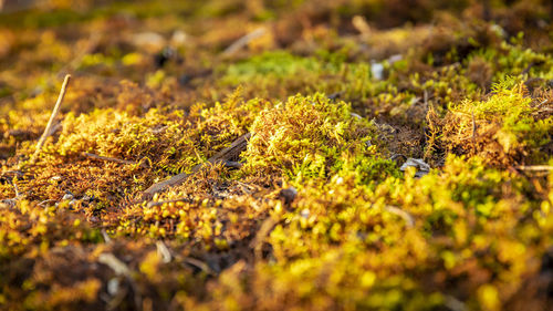 Close-up of yellow plants growing on field