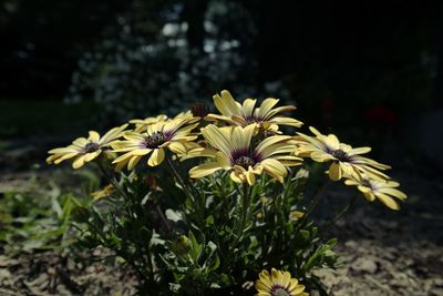 Close-up of yellow flowering plant