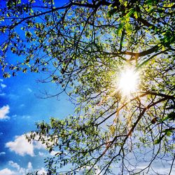 Sun shining through trees