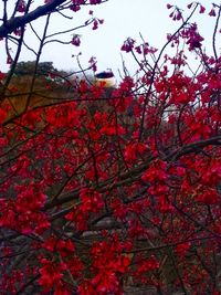 Low angle view of red tree against sky