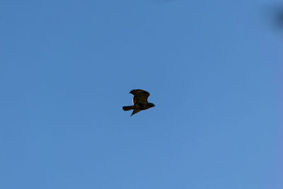 Low angle view of bird flying in sky