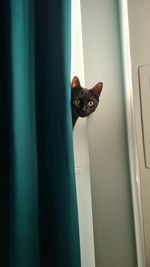 Portrait of black cat peeking through window at home