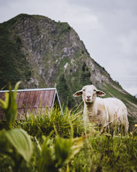 View of sheep on mountain