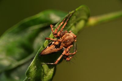 Close-up of insect on leaf