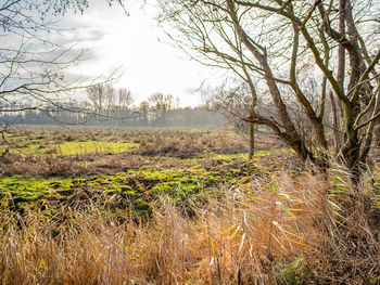 Bare trees on field against sky