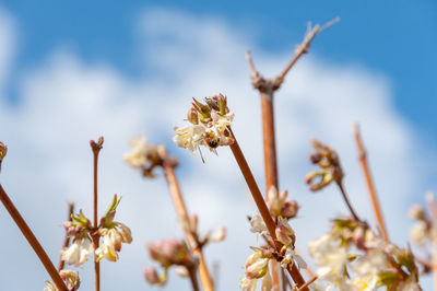 Close-up of wilted flowering plant against sky