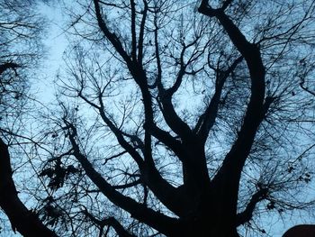 Low angle view of silhouette bare tree against sky