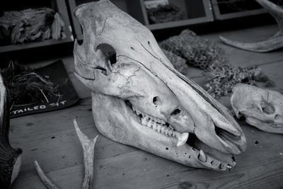 Close-up of fish on table