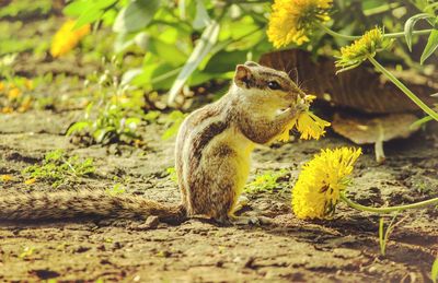 Close-up of squirrel eating