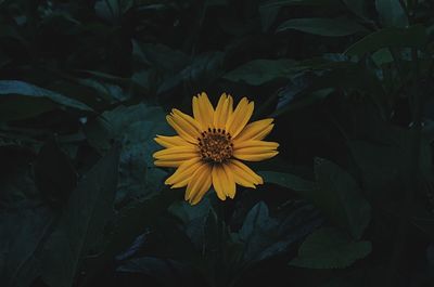 Close-up of sunflower blooming outdoors