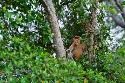 Monkey sitting on tree