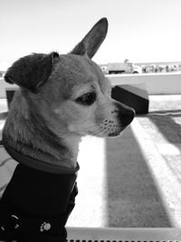 Close-up of a dog looking away