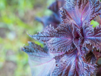 Close-up of purple flowering plant leaves