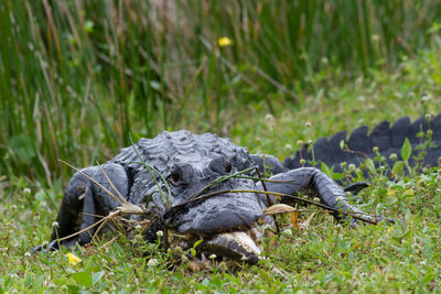 Alligator with fish on grassy field