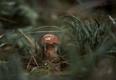 Close-up of mushroom growing on field