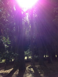 Sun shining through trees