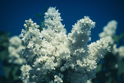 Close-up of white flowering plant