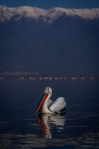 Close-up of pelican