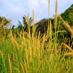 Plants growing on field
