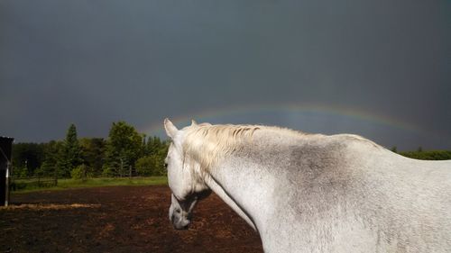 Horse on field against rainbow in cloudy sky