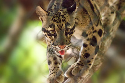 Male adult clouded leopard neofelis nebulosa is listed as vulnerable and can be found in asia.