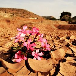 View of flowers in desert