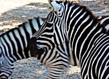 Zebras walking on field at zoo