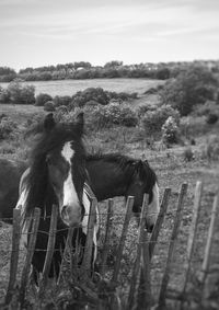 Horse standing in a field