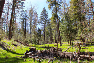 View of trees on field