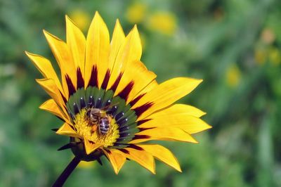 Close-up of insect on yellow flower