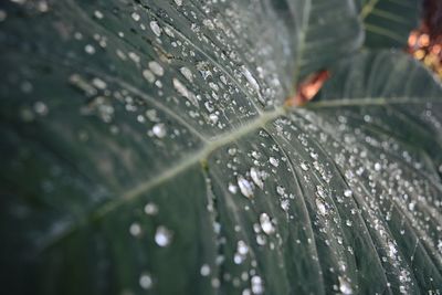 Close-up of water drops on leaf