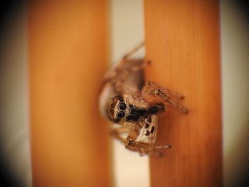 Close-up of spider