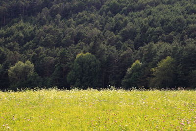 Plants growing on field